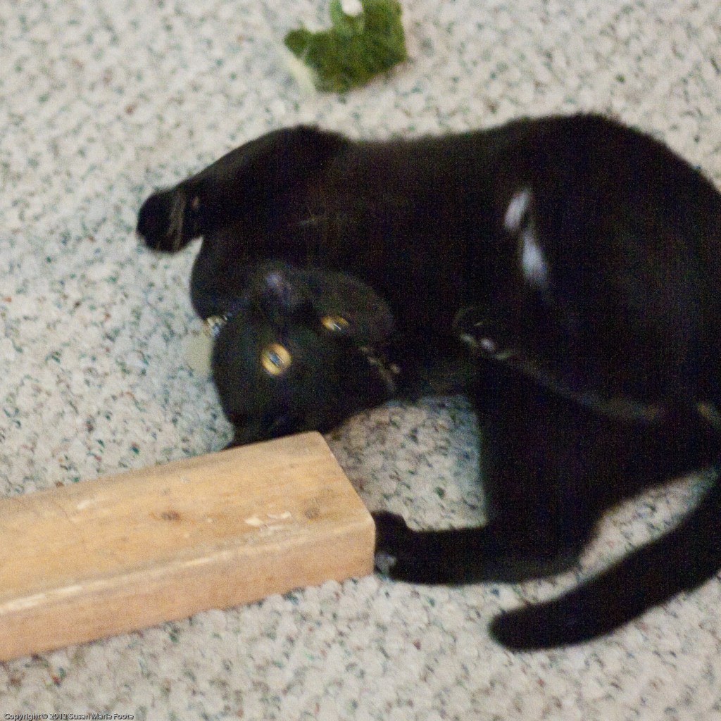 Tic_Tac_20120615_2409