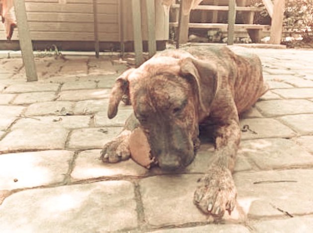 Forest 72096_20120929_2