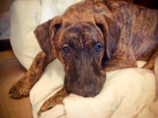 Forest 72096_20120929_4