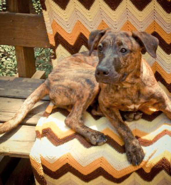 Forest 72096_20120929_5