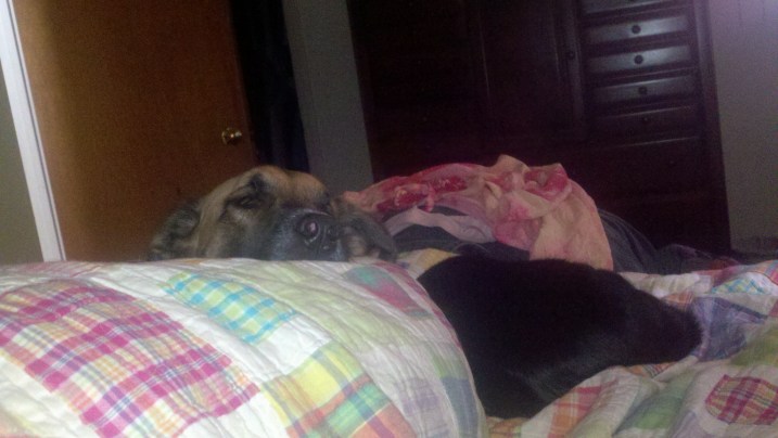 Sunday afternoon nap - Milton is out of frame up at my shoulder