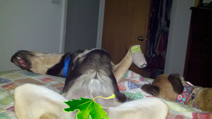 2012-12-04_06-04-01_827 with Leaf