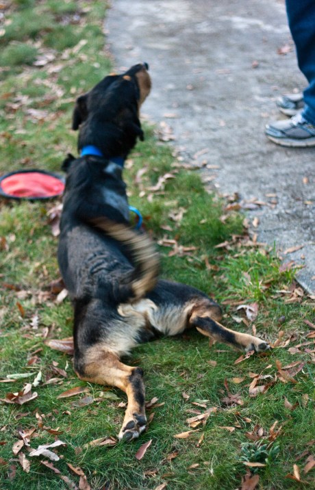 Milton's frog impression