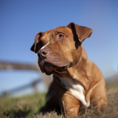 Khayla (WCAC ID: 79856)