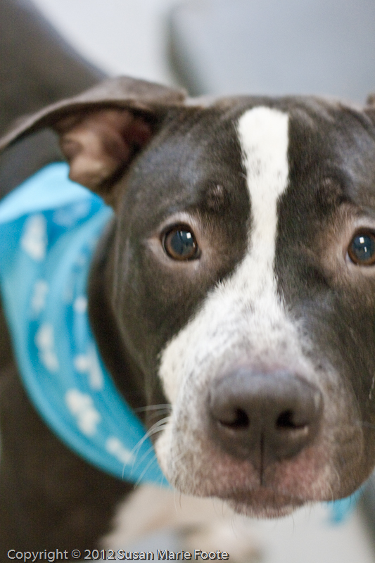 Toby (WCAC ID: 73329)