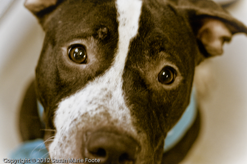 Toby_73329_20121231_8896