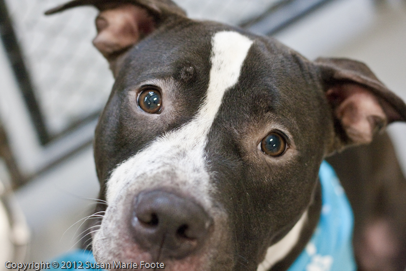 Toby (WCAC ID: 73329)