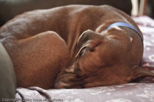 sweet pit bull sleeping