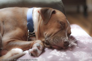 sweet little pit bull sleeping