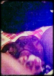 snuggle with pit bull