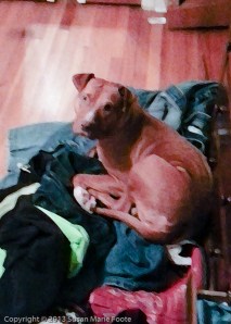 dog, pet, adoptable, shelter, pittie, sweet cuddler