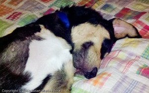 sleeping sweet dog