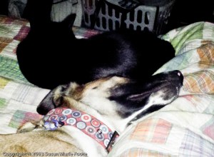 cat and dog sleeping together