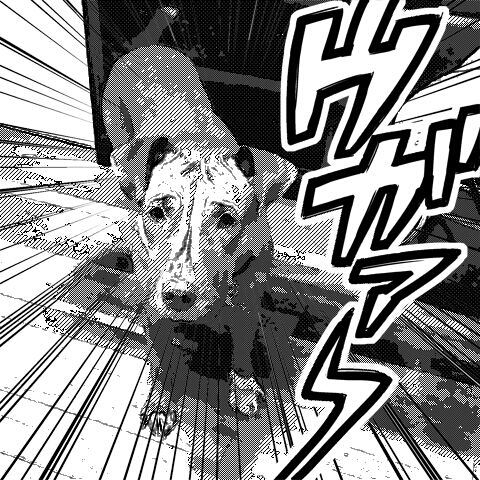 rescue, pittie, pit bull, dog, shelter pup