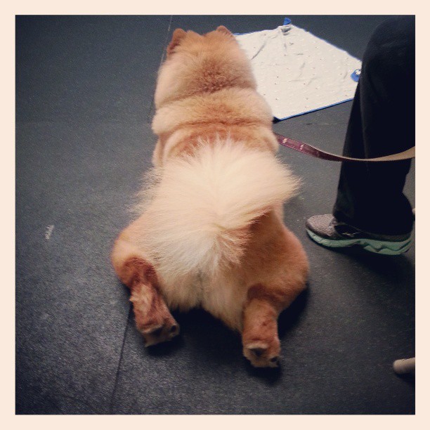 Charlotte's Frog Pose