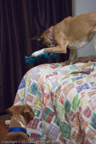 Kay-Kay & Ruby Playing_20130115_8950