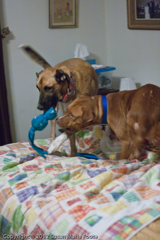 Kay-Kay & Ruby Playing_20130115_8960