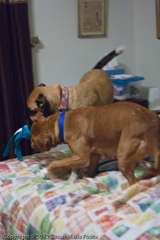 Kay-Kay & Ruby Playing_20130115_8961