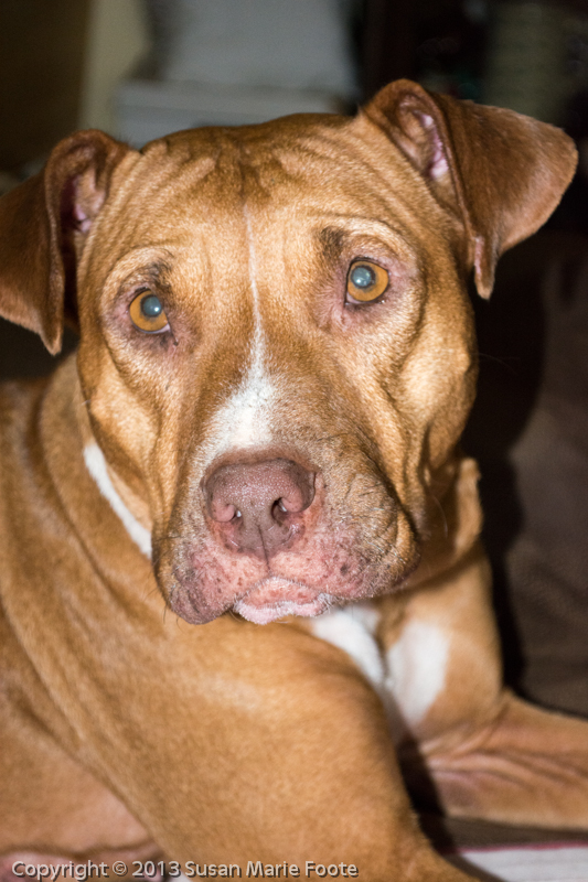 Khayla (WCAC ID: 79856)