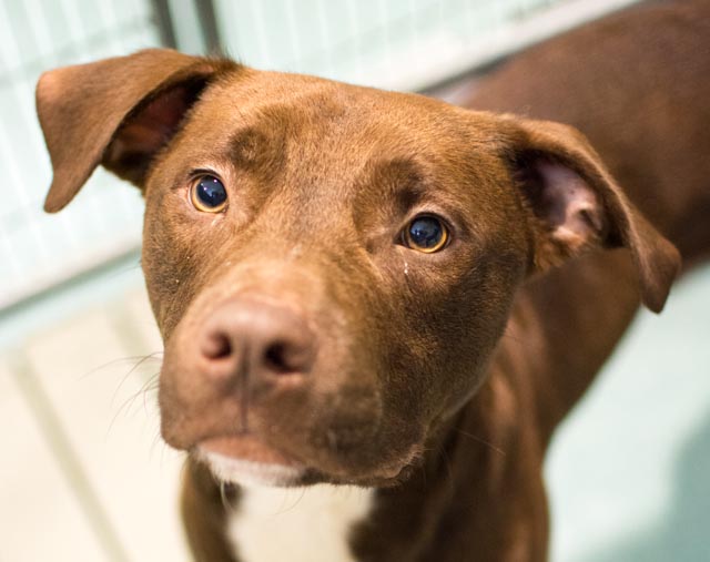 Roofus (WCAC ID: 901233)