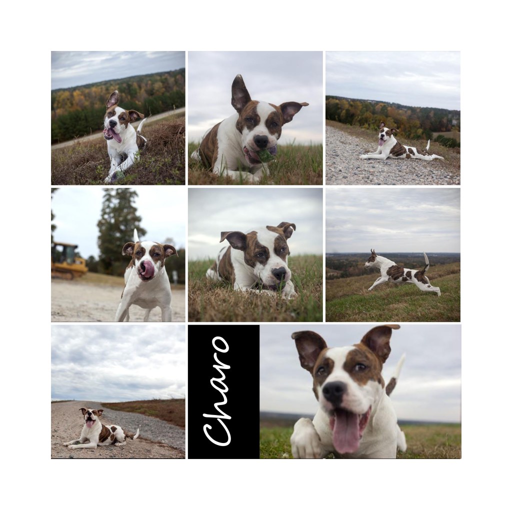 Photos by Shannon Johnstone