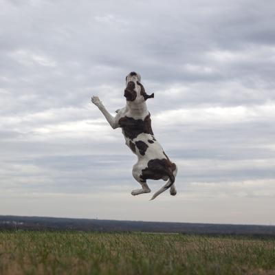 Charo (WCAC ID: 90561)