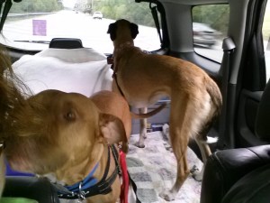 are we there yet - are we there yet - are we there yet