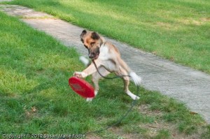 Somebody loves disc...