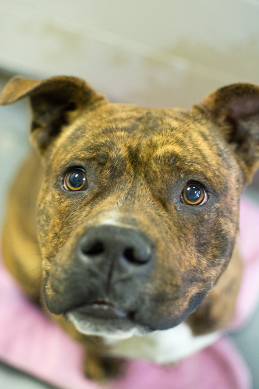 Josheph (WCAC ID: 97209)