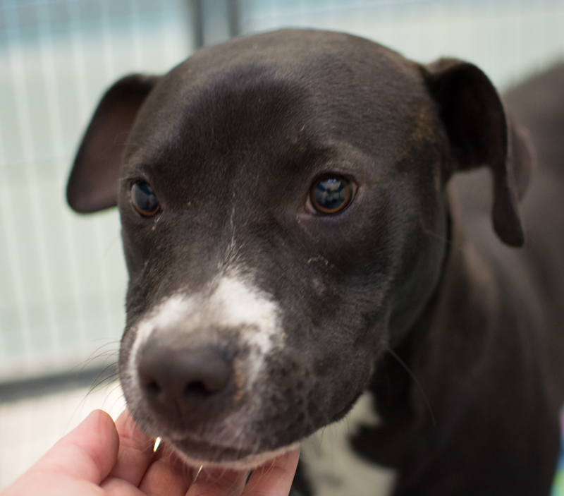 Batman (WCAC ID: 97235)