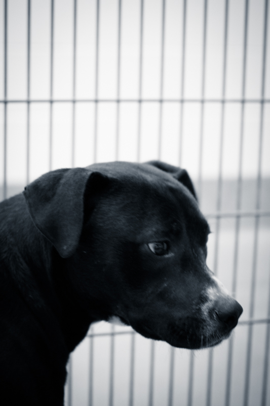 Batman (WCAC ID: 97235)