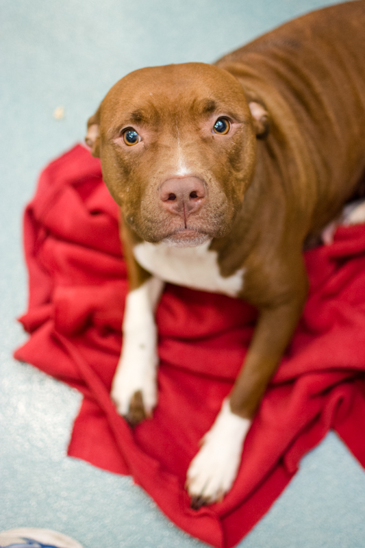 Fantasia (WCAC ID: 97371)