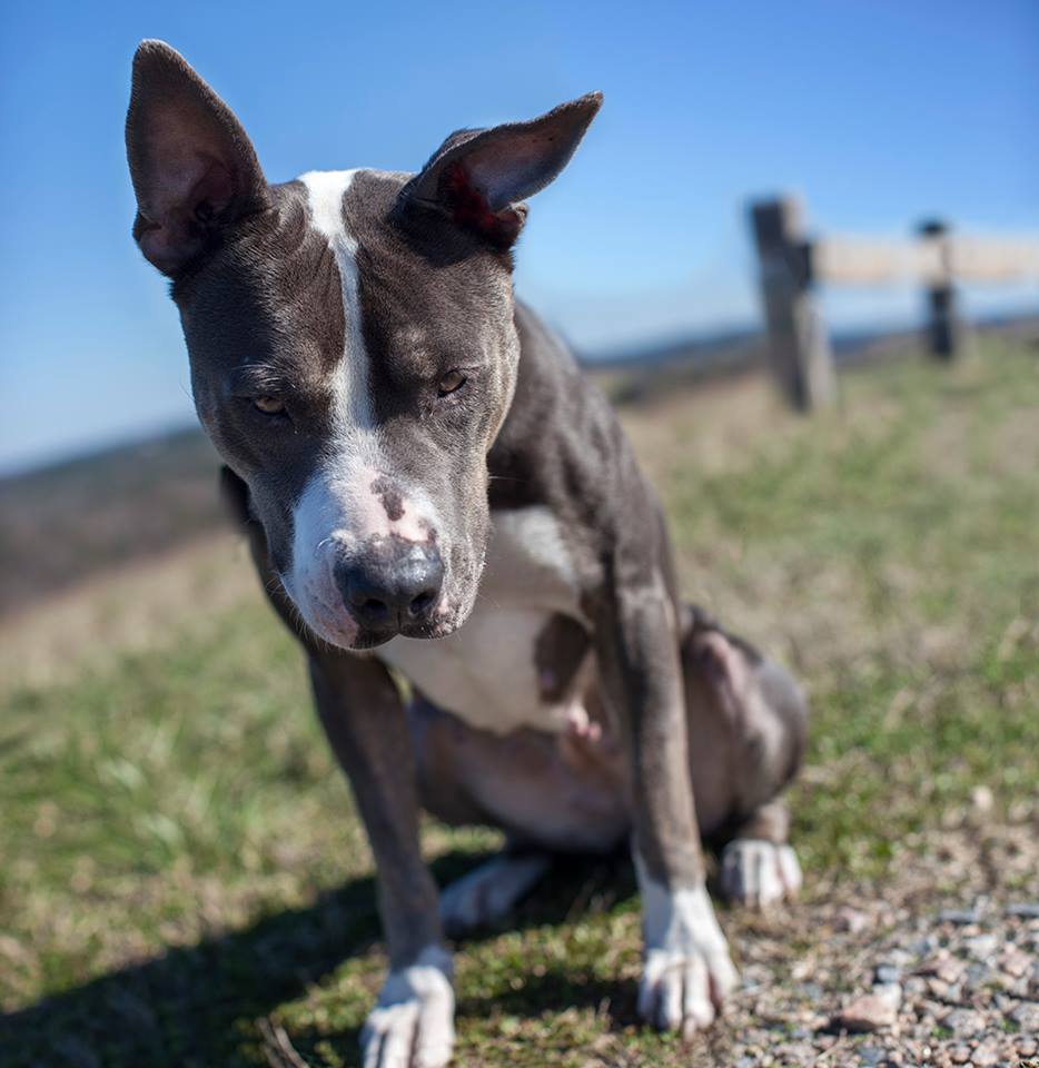 Channa (WCAC ID: 94437)