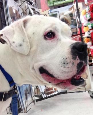 Toby (WCAC ID: 94116)