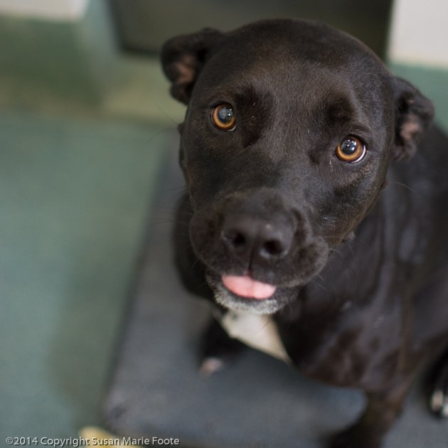 Sasha (WCAC ID: 60851)