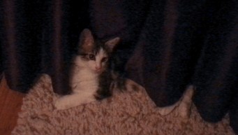 Sneaky Mooseta (WCAC ID: 105003)