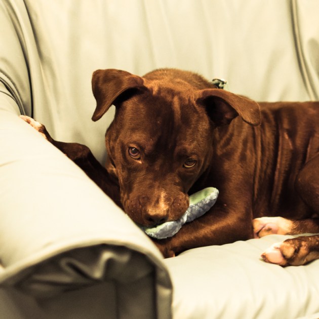 Cubby (WCAC ID: 103142)