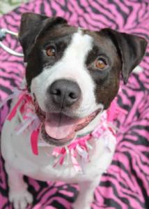 Adrian (WCAC ID: 100993)