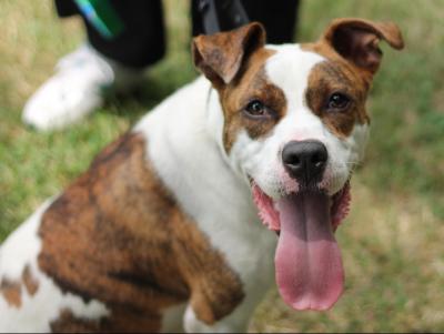 Charo (WCAC ID: 90561)