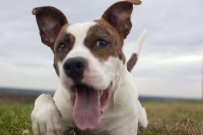 Charo (WCAC ID: 90561)