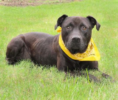 Dominic (WCAC ID: 91772)