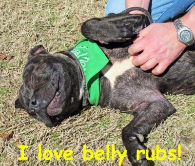 Hulkamania (WCAC ID: 97804)