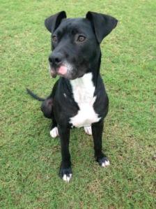 Lacy (WCAC ID: 101890)