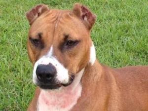 Leia (WCAC ID: 100115)