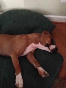 Leia (WCAC ID: 100115)