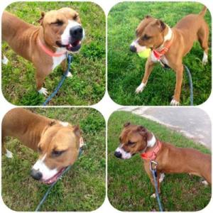 Leia (WCAC ID: 100115)