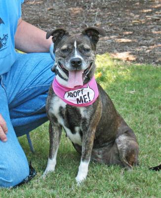 Lovey (WCAC ID: 73381)