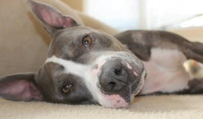 Mary Puppins (WCAC ID: 94437)