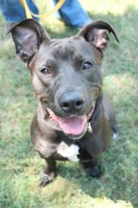 Rhonda (WCAC ID: 103252)