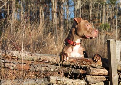 Roman (WCAC ID: 91444)